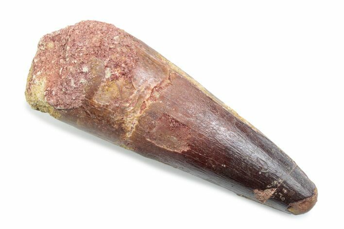 Fossil Spinosaurus Tooth - Feeding Worn Tooth #370504
